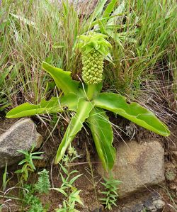 High angle view of plant on field