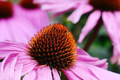 Close-up of pink flower