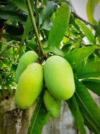 Close-up of fruits on tree