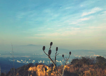 Close-up of cactus plant against sky