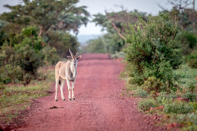 View of horse walking on road