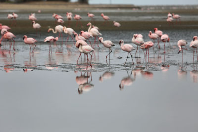 Flock of birds in lake