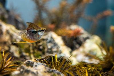 Close-up of fish underwater