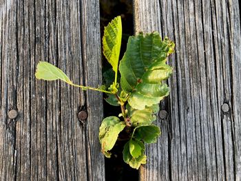 High angle view of green leaves on wooden plank