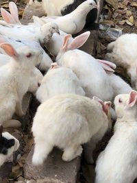 High angle view of sheep