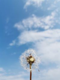 Low angle view of dandelion against sky