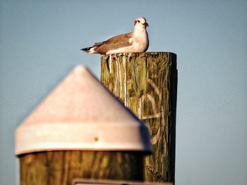 Low angle view of seagull perching on wooden post