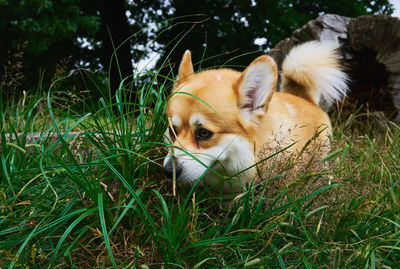 Close-up of dog on grass