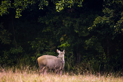 Sambar deer in khao yai national park thailand