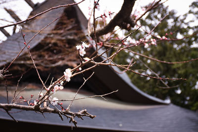 Close-up of cherry blossoms in spring