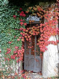 Ivy growing on wall