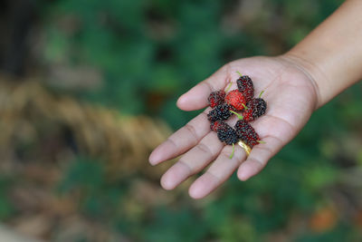 The fresh mulberry in the hands of the merchants picked from the colorful trees to eat the fruit, 