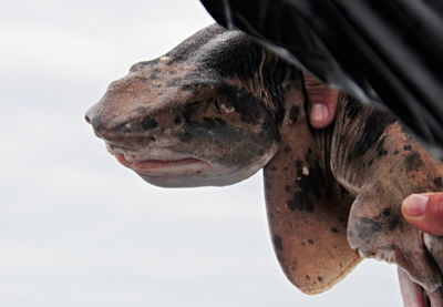 Close-up of horse against sky