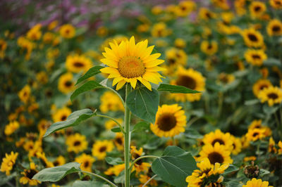 Close-up of yellow flowering plant on field