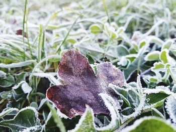 Close-up of snow on plant