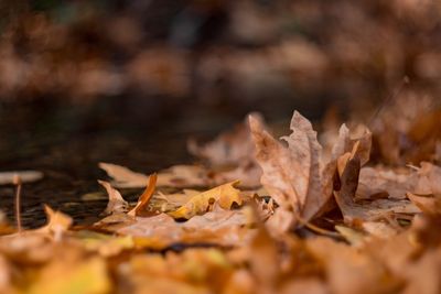 Close-up of dry autumn leaves