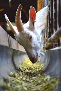 Close-up of goat eating hay