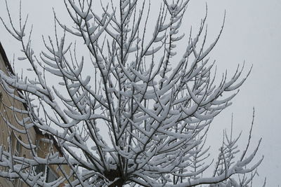 Low angle view of tree against sky