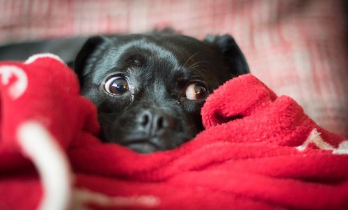 Close-up portrait of dog relaxing