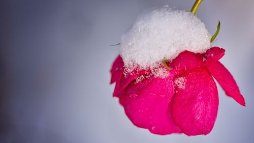 Close-up of pink flower