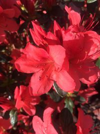 Close-up of red flowers