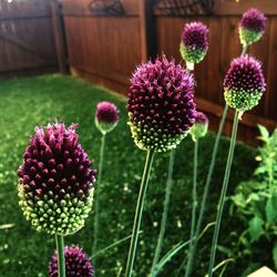 Close-up of pink flowers blooming outdoors