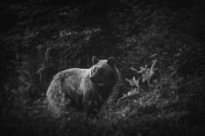 Cat sitting in a forest