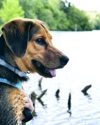 Close-up of dog against lake