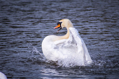 Swan preening animal behaviour in lake