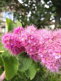 Close-up of pink flowers