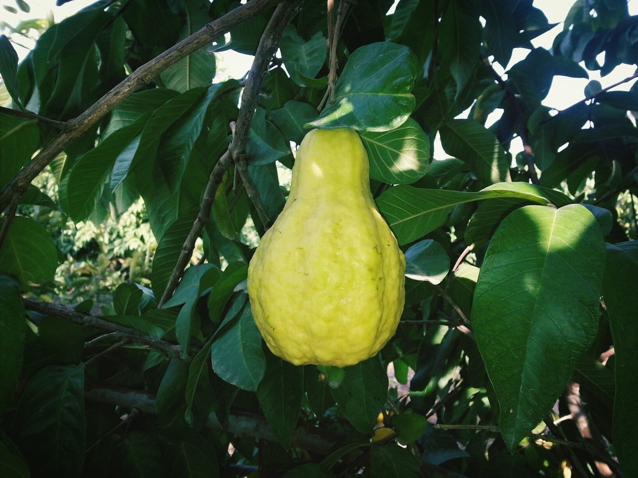 leaf, fruit, food and drink, growth, freshness, food, tree, close-up, healthy eating, green color, branch, nature, yellow, growing, focus on foreground, lemon, plant, day, sunlight, outdoors