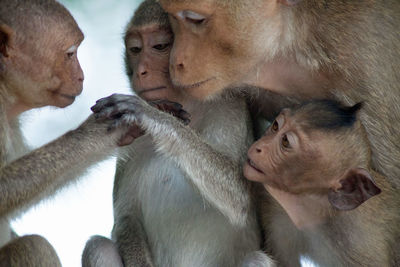 Close-up of monkey