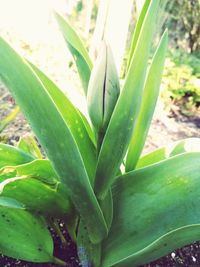 Close-up of succulent plant