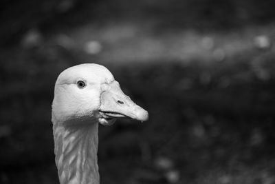 Close-up of a bird