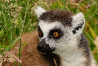 Close-up of alert lemur looking away