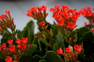 Close-up of red flowers