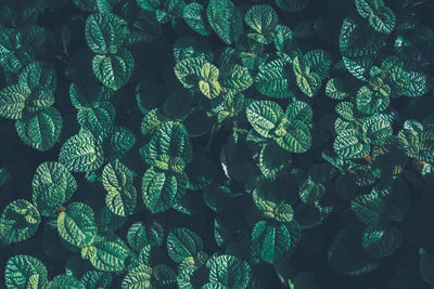 Full frame shot of fresh green leaves