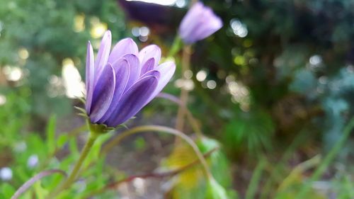 Close-up of purple flower growing outdoors