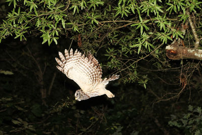 High angle view of butterfly on plant