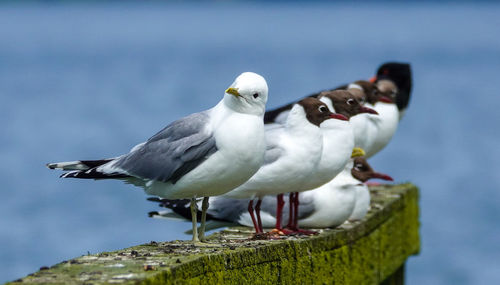 Birds resting at a bridge