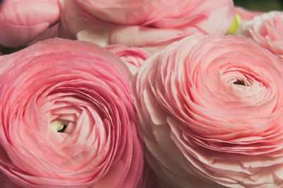 Close-up of pink roses