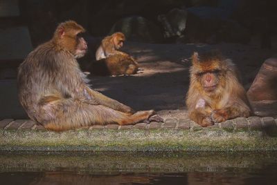 Monkeys sitting on concrete floor