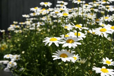 Close-up of yellow flowers blooming outdoors