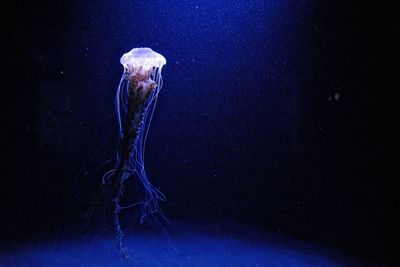 Close-up of jellyfish swimming in aquarium