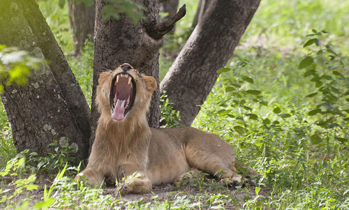 Lion relaxing on tree trunk