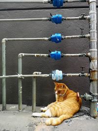 Cat looking through metal fence