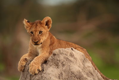 Enjoying the view. lion cub on top of a termite mound. okavango delta botswana
