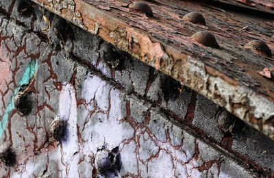 Full frame shot of old tree trunk