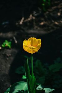 Close-up of yellow flower blooming outdoors