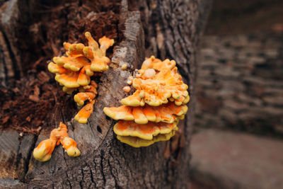Close-up of yellow mushrooms growing on tree trunk